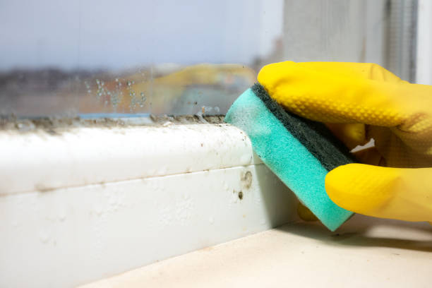 Professional Mold Removal in Forestbrook, SC