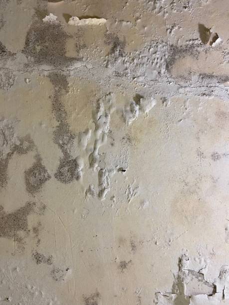 Water Damage Restoration in Forestbrook, SC